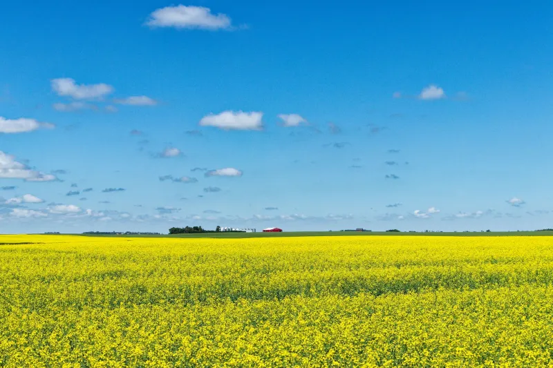 Beyond the 416 and 604: The Regional Creators Quietly Building Canada's Creative Future
